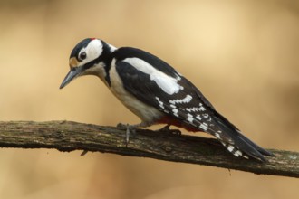 Great Spotted Woodpecker (Dendrocopos major) male, Utrecht, Netherlands