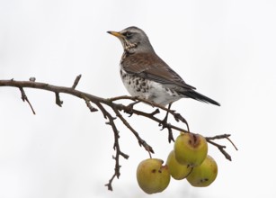 Fieldfare (Turdus pilaris), Schleswig-Holstein, Germany