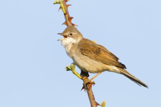 Common Whitethroat (Sylvia communis) singing, Baden-Wuerttemberg, Germany