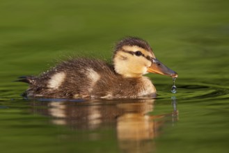 Mallard (Anas platyrhynchos) juvenile, Berlin, Germany