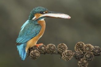 Common Kingfisher (Alcedo atthis) female perched on a branch with a fish in its beak, Lower Saxony,