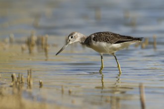 Common Greenshank (Tringa nebularia) foraging, Tuscany, Italy