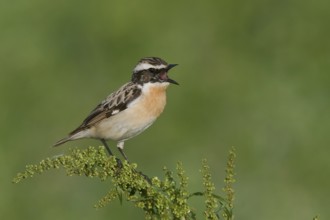 Braunkehlchen (Saxicola rubetra) Whinchat, male