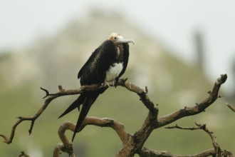 Great Frigatebird (Fregata minor), Hawaii, USA