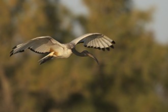 African Sacred Ibis (Threskiornis aethiopicus) flying, Camarque, France