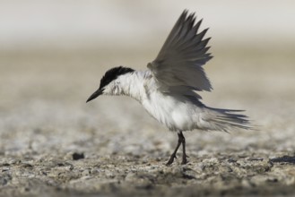 Gull-billed Tern (Gelochelidon nilotica), Castile-La Mancha, Spain