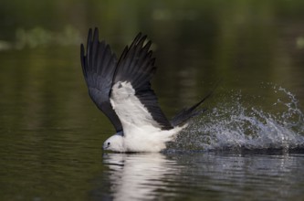 Swallow-tailed Kite (Elanoides forficatus) flying, Florida, USA