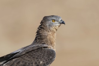 European Honey Buzzard (Pernis apivorus), Eilat, Israel