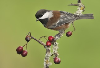 Chestnut-backed Chickadee (Poecile rufescens), British Columbia, Canada