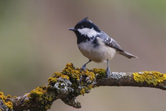 Coal Tit (Periparus ater), Carinthia, Austria