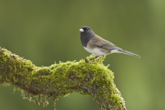 Oregon Junco (Junco hyemalis oreganus), British Columbia, Canada