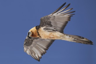 Bearded Vulture (Gypaetus barbatus) flying, Valais, Switzerland
