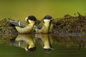 Great Tit (Parus major) juvenile, Utrecht, Netherlands