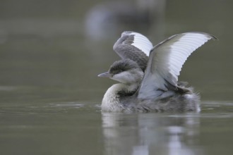 Hoary-headed Grebe (Poliocephalus poliocephalus), Victoria, Australia