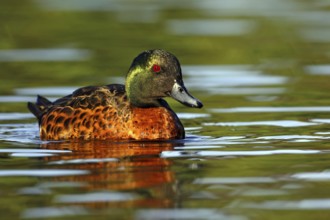 Chestnut Teal (Anas castanea), Victoria, Australia