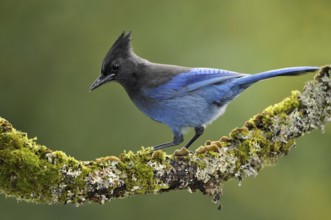 Steller's Jay (Cyanocitta stelleri), British Columbia, Canada