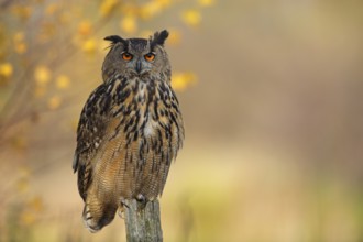 Europäischer Uhu, lat. Bubo bubo, auf Weidepfahl von Herbstfarben umgeben