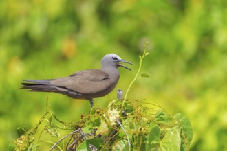 Brown Noddy (Anous stolidus) calling, Bird Island, Seychelles