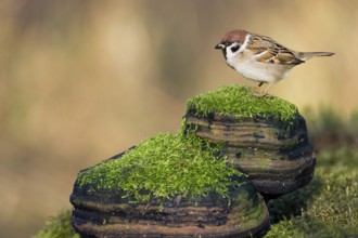 Eurasian Tree Sparrow (Passer montanus), Rhineland-Palatinate, Germany