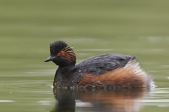 Black-necked Grebe (Podiceps nigricollis), North Brabant, Netherlands