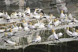 Gannets gather as a colony on a rock, boat tour, Noss, Shetland Islands, Scotland, Great Britain