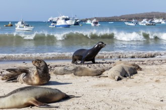 Sea lions (Zalophus wollebaeki), San Cristobal, Galapagos, Ecuador