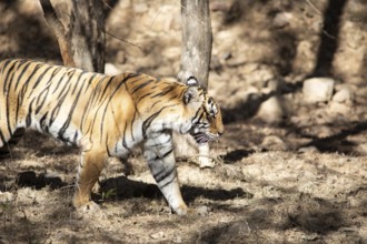 Bengal tiger or Indian tiger (Panthera tigris tigris) in the dry forest, Ranthambore National Park,