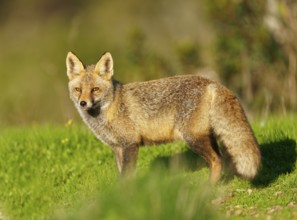 Red fox (Vulpes vulpes) in the early morning light in a meadow Sierra de San Pedro, Extremadura,