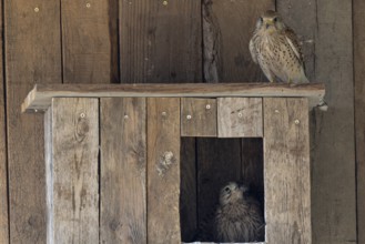 Kestrel (Falco tinnunculus) female and young bird at the incubator, village in Münsterland, North