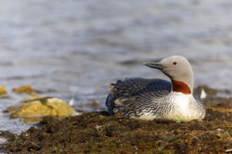 Red-throated diver (Gavia stellata) breeding on the nest, Aventdalen, Longyearbyen, Spitsbergen,