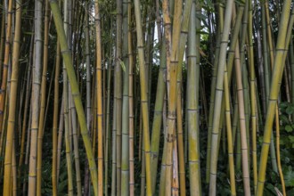 Bamboo (Phyllostachys), Lombardy, Italy