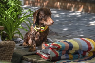 Dachshund (Canis lupus familiaris) waiting patiently on the lead, Bavaria, Germany