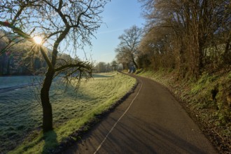 Lonely path lined with trees, illuminated by the low morning sun, Kirchzell, Amorbach, Odenwald,