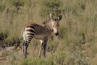 Cape Mountain Zebra (Equus zebra zebra), young animal, foraging, Mountain Zebra National Park,