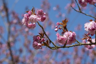 Japanese flowering cherry (Prunus serrulata), cherry blossom branch, Rombergpark, Dortmund, North