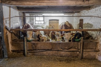 Feeding in the cowshed historical