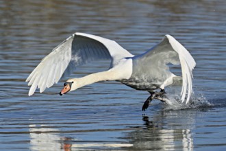 Mute swan (Cygnus olor), on take-off, Flachsee nature reserve, Freiamt, Canton Aargau, Switzerland