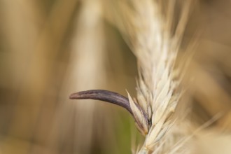 Ergot mushroom Claviceps purpurea on a ripe ear of grain