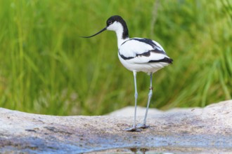 A black and white avocet bird with a long beak stands in a natural, green environment, Avocet,