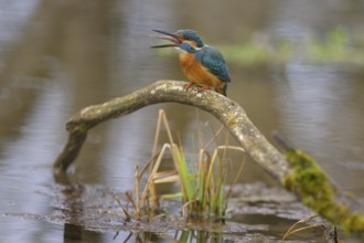 Kingfisher (Alcedo atthis), devouring a fish caught on a moss-covered branch in the water,