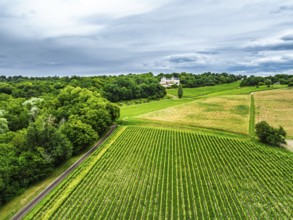 Castle of La Riviere, Vineyard Chateau de La Riviere from a drone, Bordeaux, France