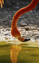 American flamingo, Phoenicopterus ruber, group of birds