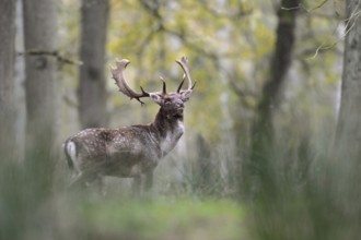 Proud warrior... Fallow deer (Dama dama) standing in the undergrowth in the forest, powerful stag