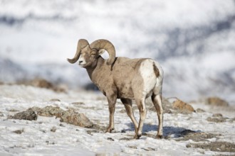 Bighorn sheep (Ovis canadensis) in winter, adult male, wild sheep in the mountains, in typical
