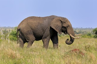 African elephant (Loxodonta africana), adult, foraging, Kruger, Kruger National Park, South Africa