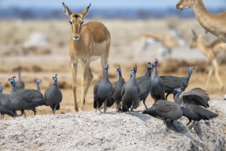 Helmeted guinea fowl (Numida meleagris), flock at the waterhole, Nxai Pan National Park, Botswana