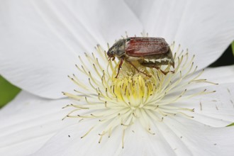 Cockchafer, field cockchafer (Melolontha melolontha), female on a clematis flower, Wilnsdorf, North