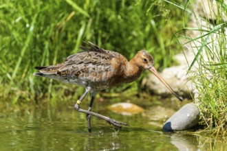 Snipe bird walking along the water's edge next to stones, surrounded by green vegetation,