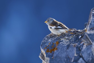 Snowfinch (Montifringilla nivalis), a bird sits peacefully on a rock in front of a blue sky, Gemmi