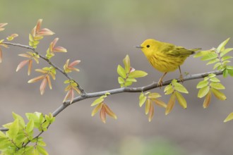 American Yellow Warbler (Setophaga aestiva) perched on a branch, Texas, USA